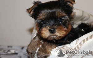 Photo №2 to announcement № 9544 for the sale of yorkshire terrier - buy in Ukraine private announcement
