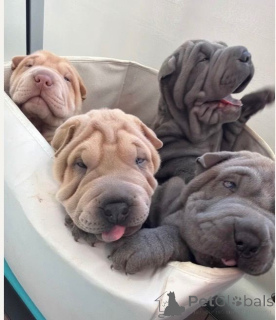 Photo №1. shar pei - for sale in the city of Affalterbach | 392$ | Announcement № 166922