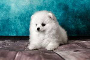 Photo №3. Pomeranian shpitz, White, boy. Russian Federation