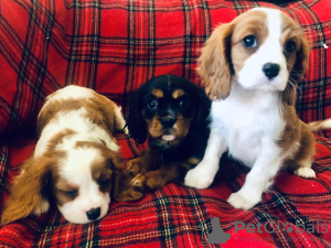 Photo №1. cavalier king charles spaniel - for sale in the city of Eindhoven | 402$ | Announcement № 46195