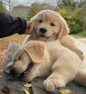 Photo №3. Adorable Golden Retriever puppies raised with love and care. Guadeloupe
