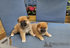 Photo №1. shiba inu - for sale in the city of Kranj | negotiated | Announcement № 175786