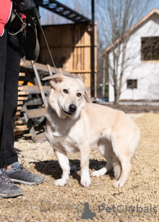 Photo №3. Metis Corgi, a very touching and kind teenage dog. Russian Federation