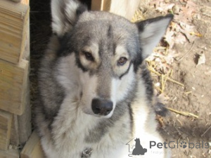 Photo №1. german shepherd - for sale in the city of Charleston | 2$ | Announcement № 146695