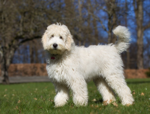 Photo №2 to announcement № 2374 for the sale of labradoodle - buy in Russian Federation from nursery