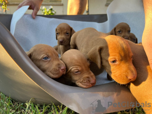 Additional photos: Hungarian vizsla puppies