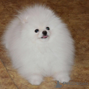 Photo №1. pomeranian - for sale in the city of Гамбург | 380$ | Announcement № 119484