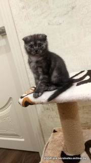 Photo №4. I will sell scottish straight, scottish fold in the city of Minsk. private announcement - price - 100$