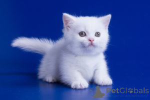 Photo №1. munchkin - for sale in the city of Brussels | 258$ | Announcement № 155601