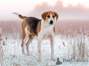 Photo №2 to announcement № 165908 for the sale of russian hound - buy in Russian Federation private announcement