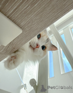 Photo №1. ragdoll - for sale in the city of Eksjo | negotiated | Announcement № 157127