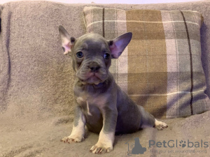 Photo №1. french bulldog - for sale in the city of Essen | 423$ | Announcement № 118112