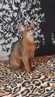 Photo №1. abyssinian cat - for sale in the city of Grodno | negotiated | Announcement № 5173