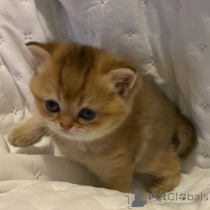 Photo №4. I will sell  in the city of Campbell Town.  - price - negotiated