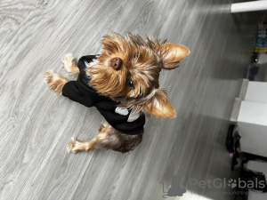 Photo №1. yorkshire terrier - for sale in the city of Krakow | 505$ | Announcement № 66103