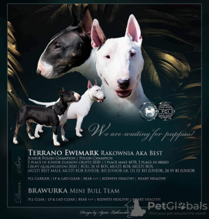 Additional photos: Miniature Bull Terrier FCI