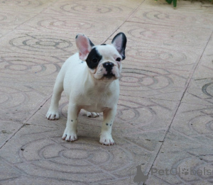 Photo №3. Breath Taking French Bulldog puppies . Australia