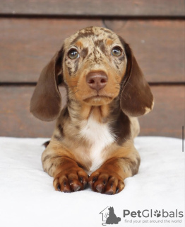 Photo №1. dachshund - for sale in the city of Las Vegas | 500$ | Announcement № 103622