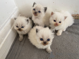 Photo №1. persian cat - for sale in the city of Вершина | 355$ | Announcement № 12160