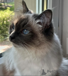 Additional photos: Ragdoll kitten