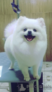 Photo №2 to announcement № 9869 for the sale of pomeranian - buy in Ukraine breeder