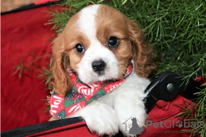 Photo №1. non-pedigree dogs - for sale in the city of Bamberg | Is free | Announcement № 117670