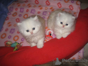 Photo №1. persian cat - for sale in the city of Geretsried | negotiated | Announcement № 129020