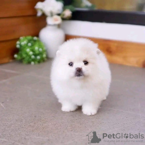 Photo №4. I will sell pomeranian in the city of Гамбург. private announcement - price - 528$