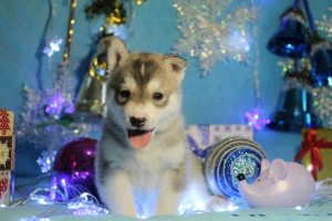 Photo №2 to announcement № 4443 for the sale of siberian husky - buy in Russian Federation breeder