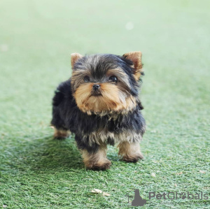 Photo №1. yorkshire terrier - for sale in the city of Brno | negotiated | Announcement № 111768