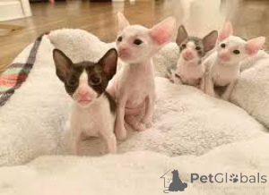 Photo №1. cornish rex - for sale in the city of Espoo | 400$ | Announcement № 171555
