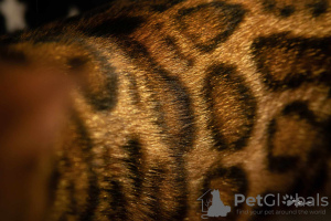 Photo №4. I will sell bengal cat in the city of Kruševac. breeder - price - negotiated