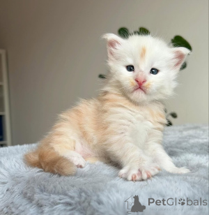 Photo №1. maine coon - for sale in the city of Shilute | negotiated | Announcement № 159880
