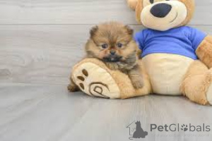 Photo №1. pomeranian - for sale in the city of Berlin | 723$ | Announcement № 157254