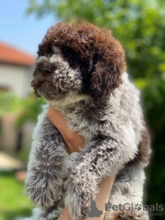 Additional photos: Lagotto Romagnolo puppies