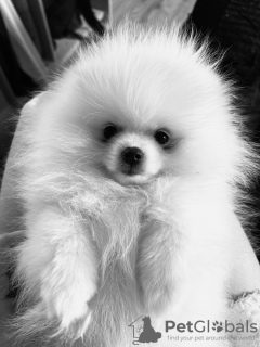 Additional photos: Pomeranian white