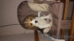 Photo №4. I will sell beagle in the city of Treviso. breeder - price - 317$