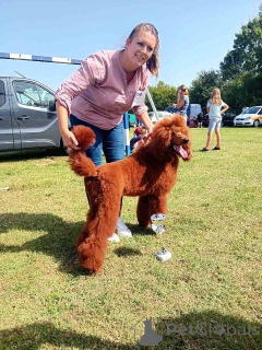 Photo №4. I will sell poodle (royal) in the city of Municipality of Zitiste.  - price - 1882$