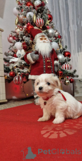 Photo №1. havanese dog - for sale in the city of Kosta | 350$ | Announcement № 161337