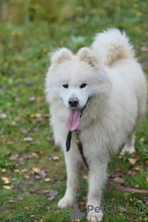 Photo №2 to announcement № 93058 for the sale of non-pedigree dogs - buy in Russian Federation private announcement