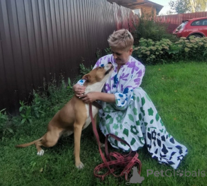 Photo №2 to announcement № 147683 for the sale of non-pedigree dogs - buy in Russian Federation private announcement