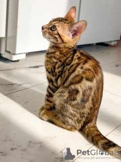 Photo №1. bengal cat - for sale in the city of Gomel | 157$ | Announcement № 11236