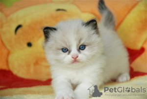 Photo №1. ragdoll - for sale in the city of Munich | negotiated | Announcement № 109235