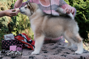 Photo №2 to announcement № 3318 for the sale of alaskan malamute - buy in Belarus from nursery