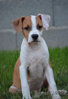 Additional photos: American Stafford Terrier TOP QUALITY