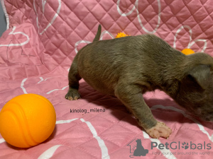 Additional photos: American Bully XL/standard/classic puppies