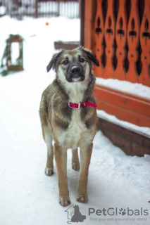Photo №3. Gentle beauty Olivia is looking for a home!. Russian Federation