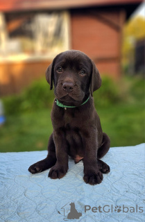 Photo №1. labrador retriever - for sale in the city of Berlin | Is free | Announcement № 160200