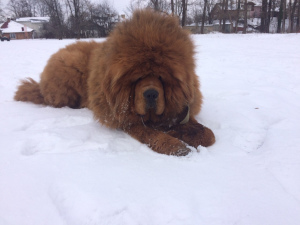 Photo №2 to announcement № 3976 for the sale of tibetan mastiff - buy in Ukraine private announcement