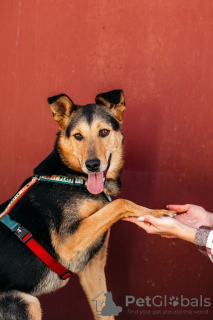 Photo №3. Mixed German Shepherd Count in good hands. Russian Federation